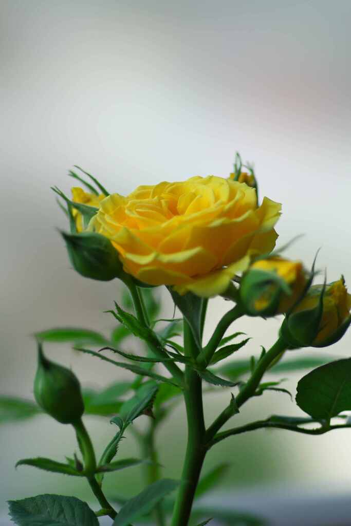 孤高の薔薇