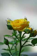 孤高の薔薇
