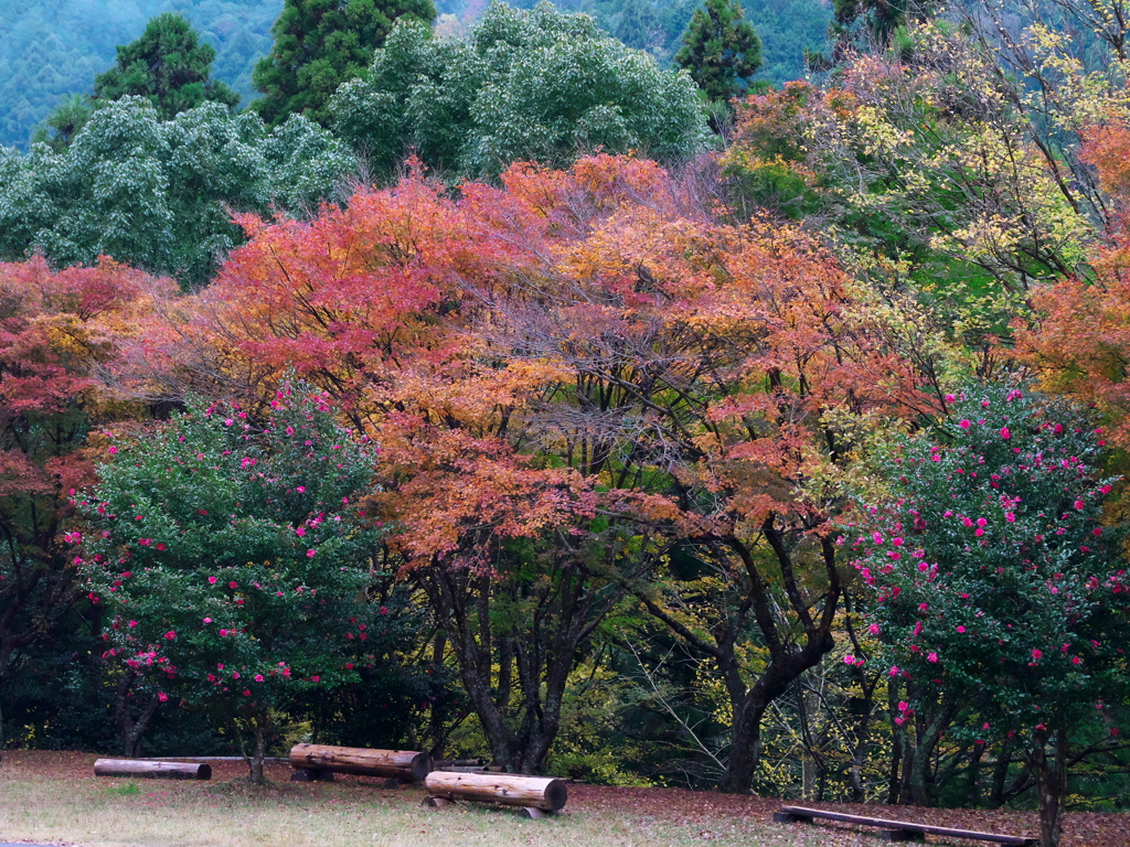 紅葉、そして山茶花