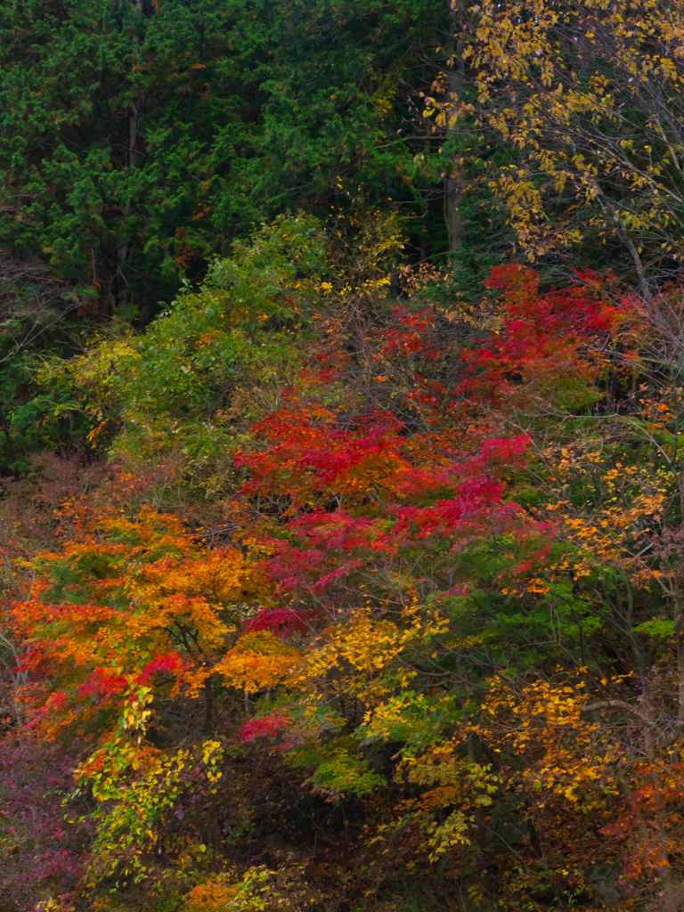 紅葉