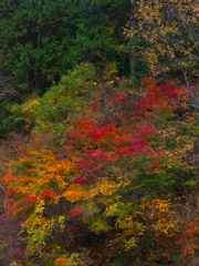 紅葉