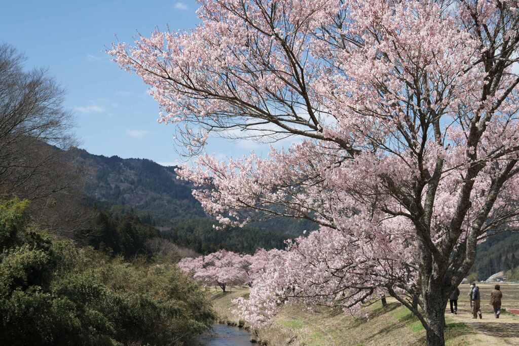 桜のある風景