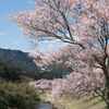 桜のある風景