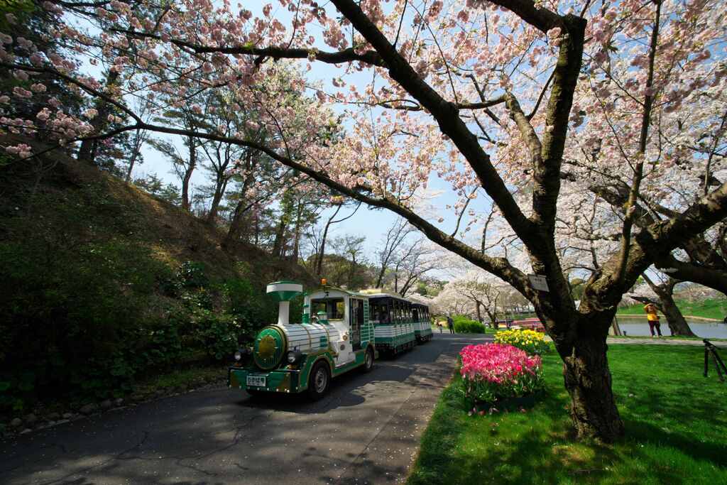 桜の下を行く