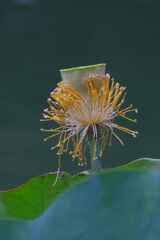 水際の花火