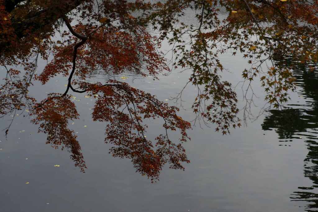 お堀の紅葉