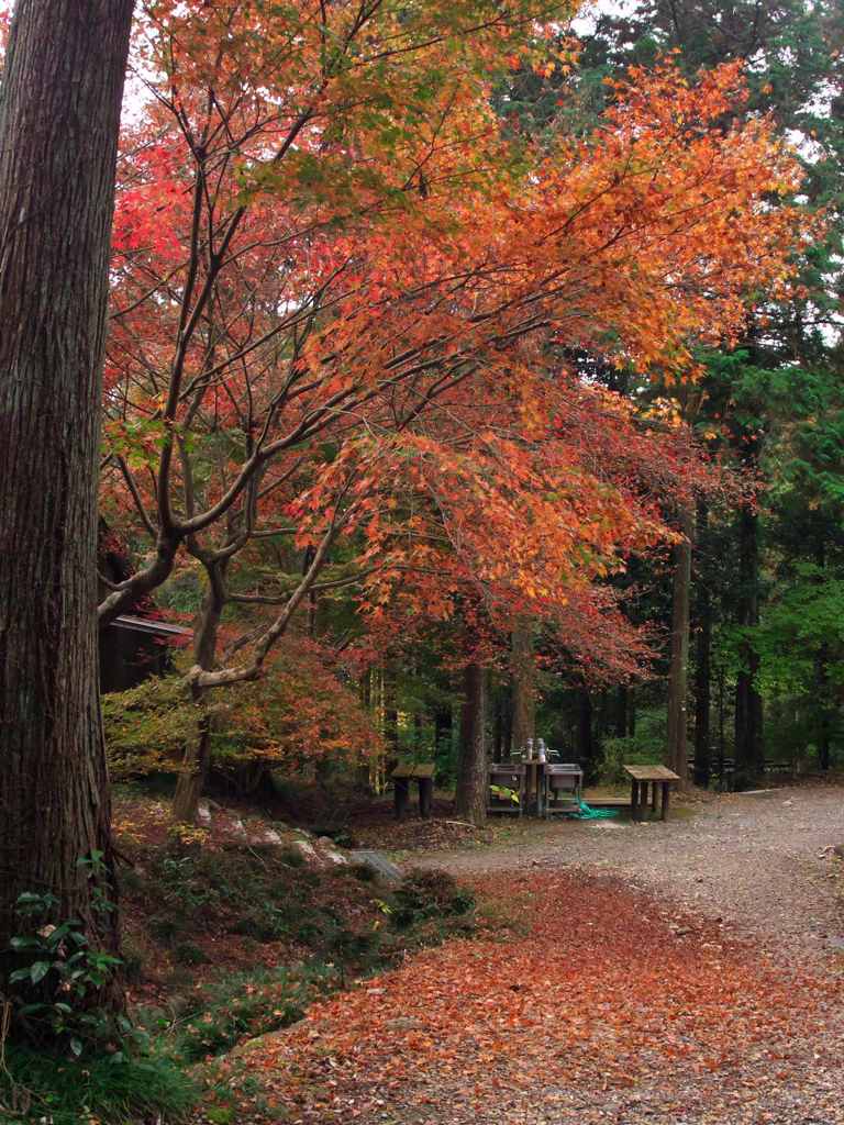 紅葉の水場