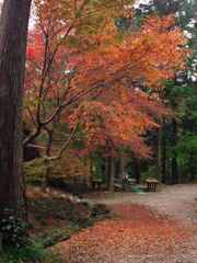 紅葉の水場