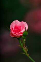 薔薇が咲いた