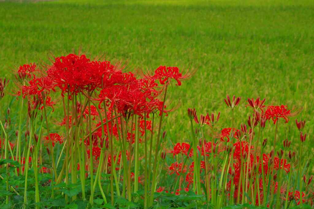 田んぼの紅