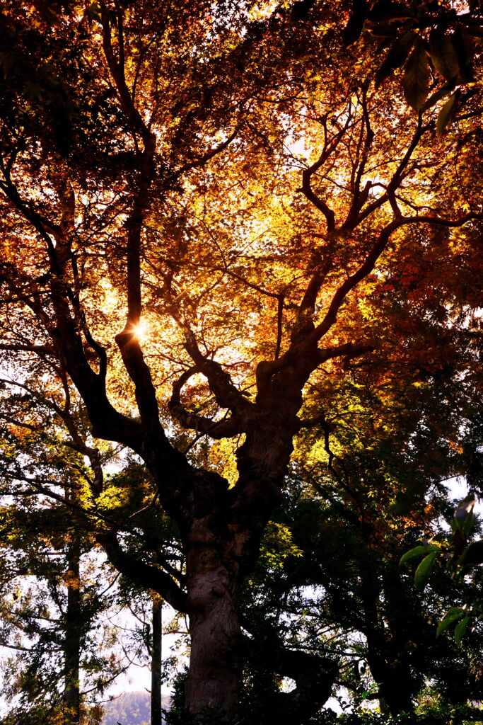逆光の紅葉