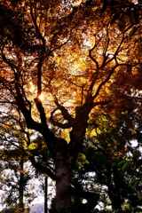 逆光の紅葉