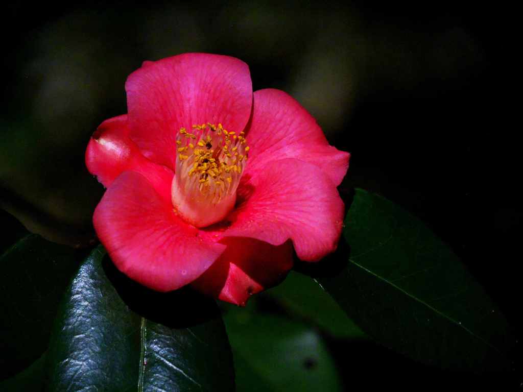 山茶花は冬の花