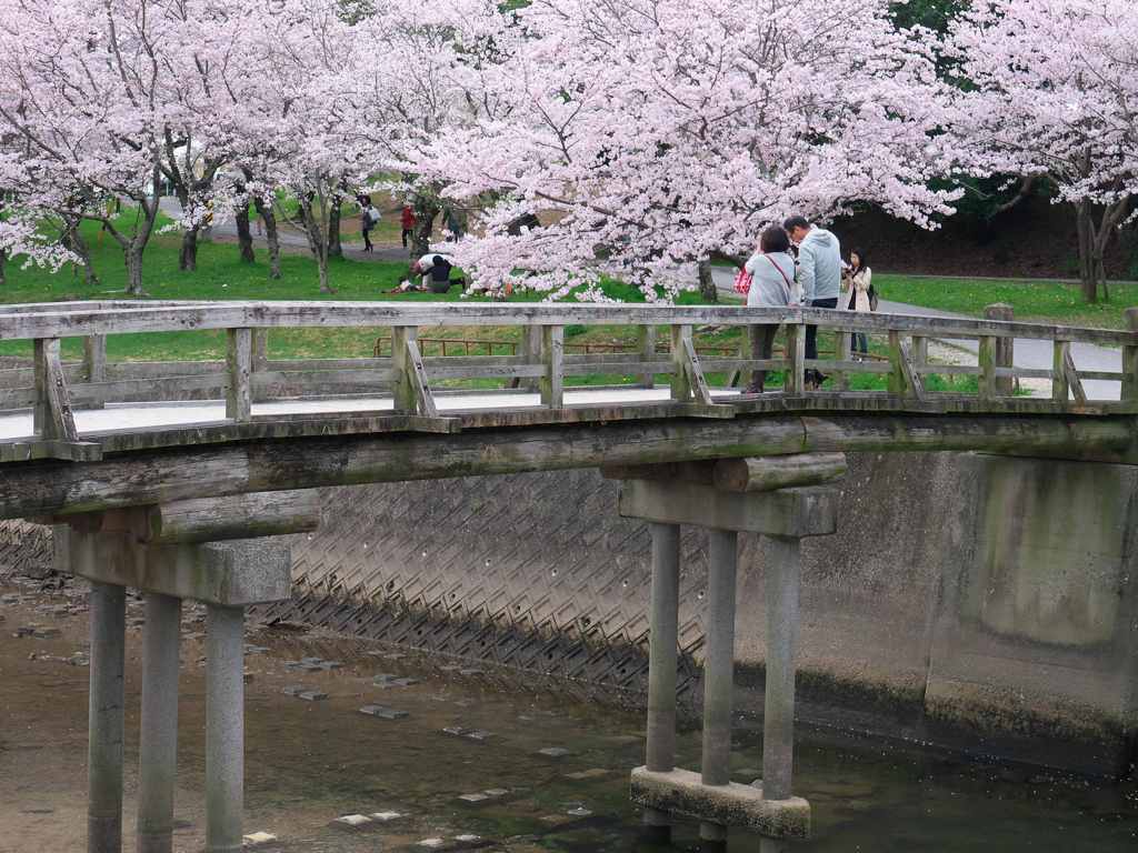 お花見