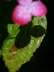 紫陽花