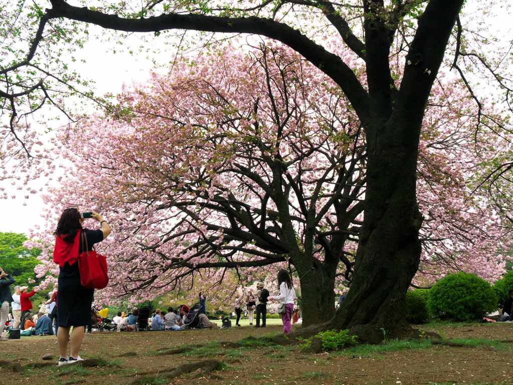 八重桜、満開