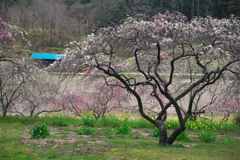 山あいの花桃