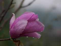 春雨のモクレン