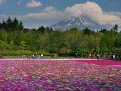 芝桜