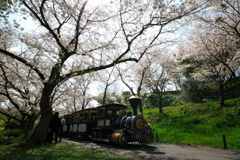 桜のトンネル