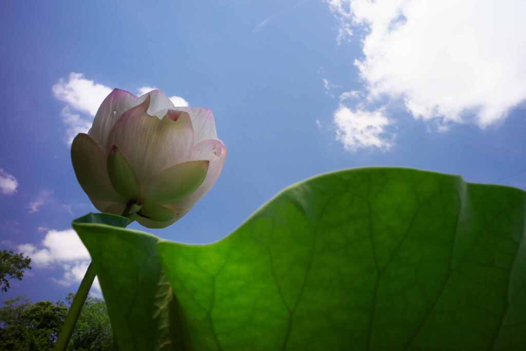 待ち焦がれた夏空