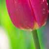チューリップ