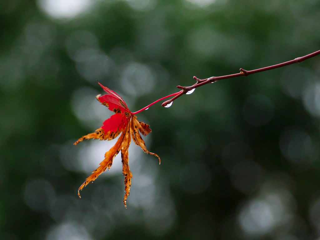 紅葉の水滴