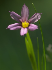 小さな雑草