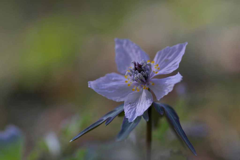 節分の花