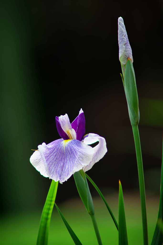 上に伸びていこう