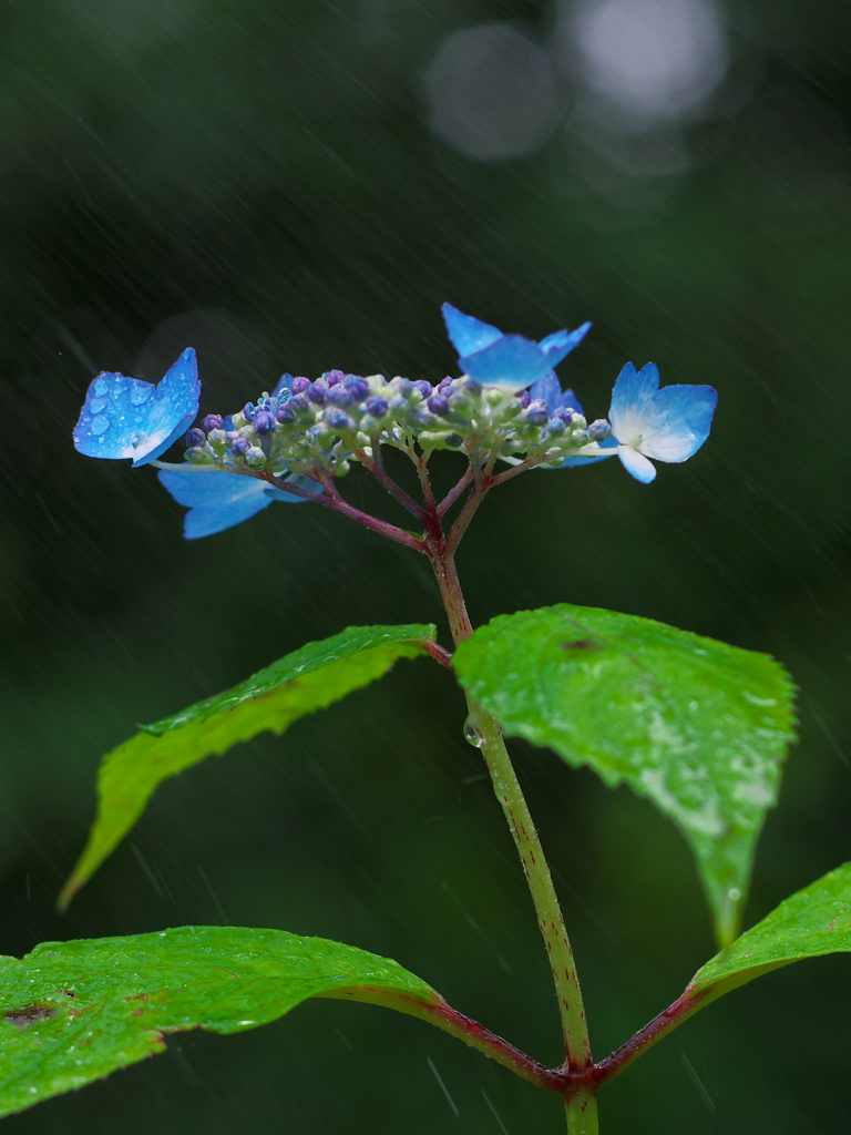 紫陽花のまどろみ