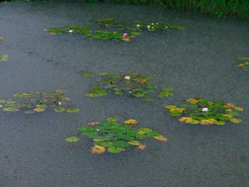 どしゃ降りの蓮池