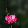初冬の華