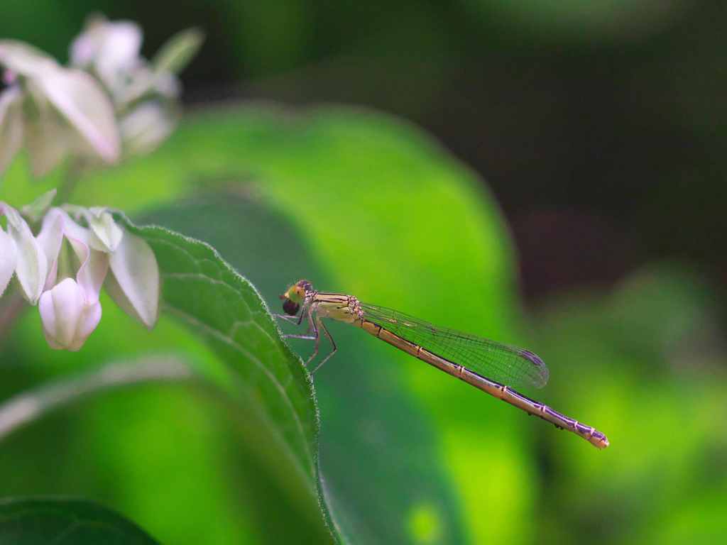 花を眺めて