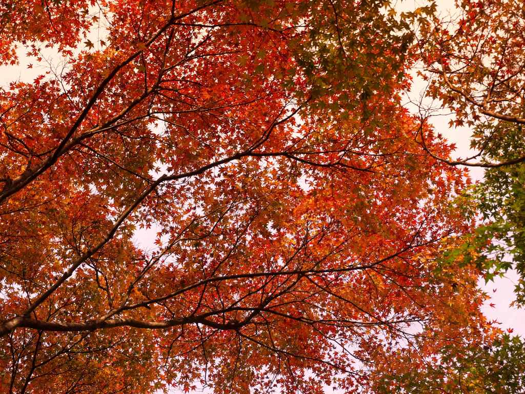 頭上の紅葉