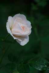 薔薇の涙