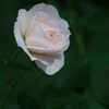 薔薇の涙
