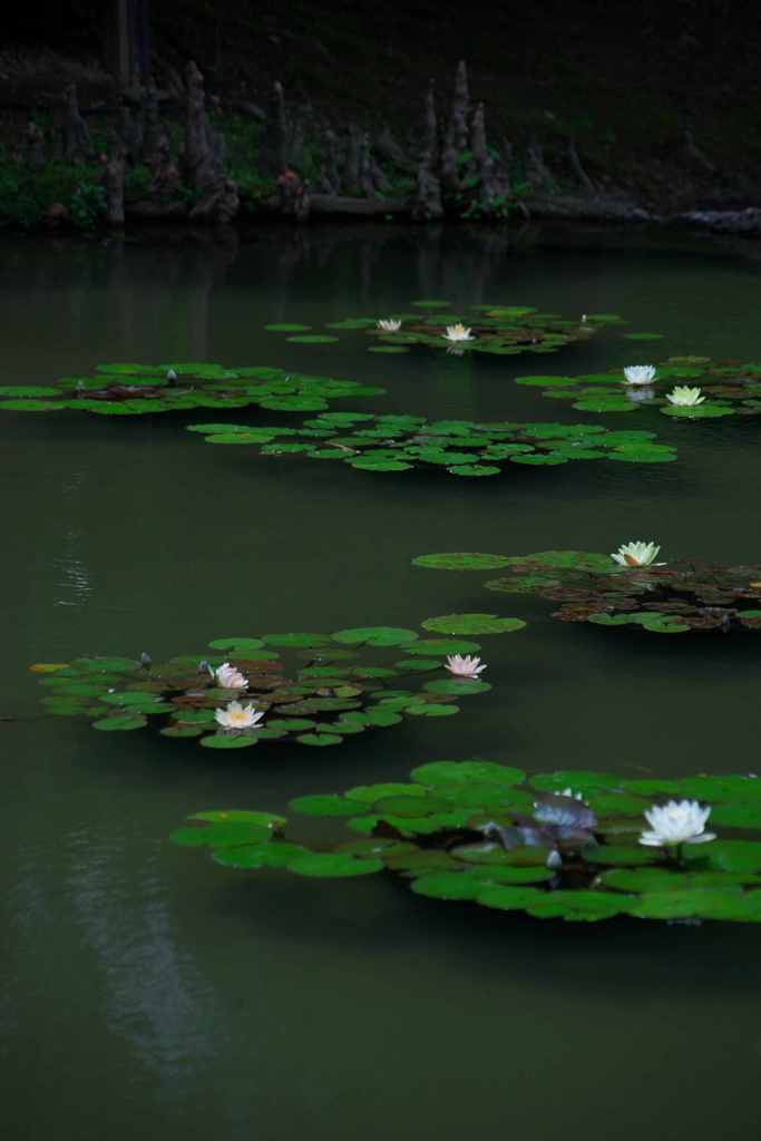 睡蓮池