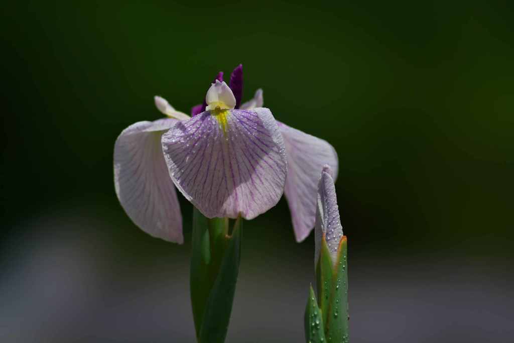 花菖蒲の夢