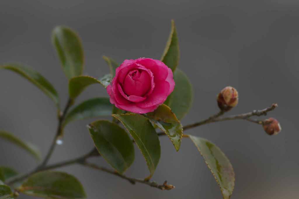 山茶花
