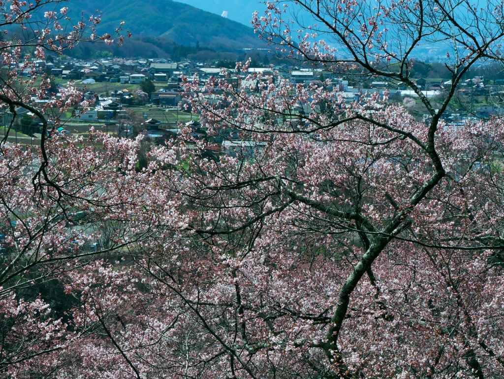 桜の展望台