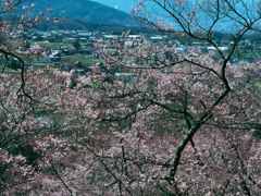 桜の展望台