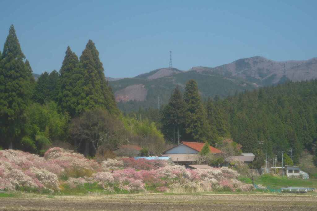 花桃の咲く山里