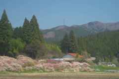 花桃の咲く山里