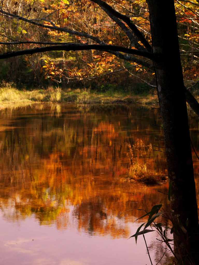 湖面の紅葉