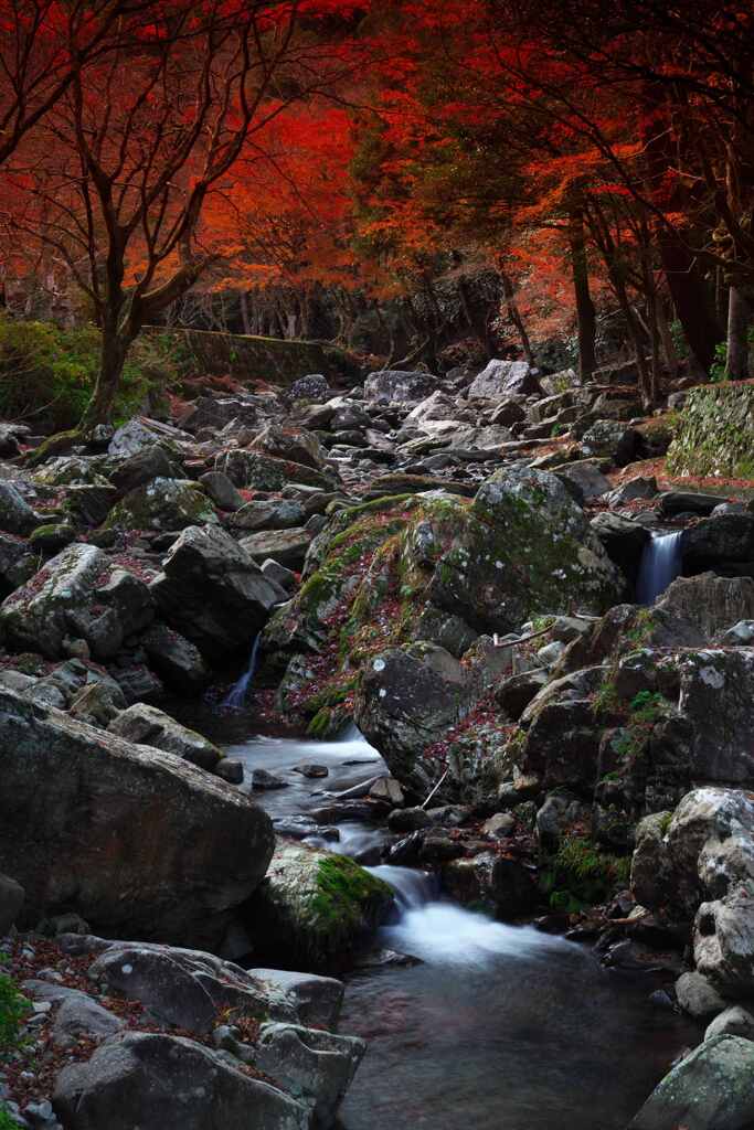 紅葉の下を流れる
