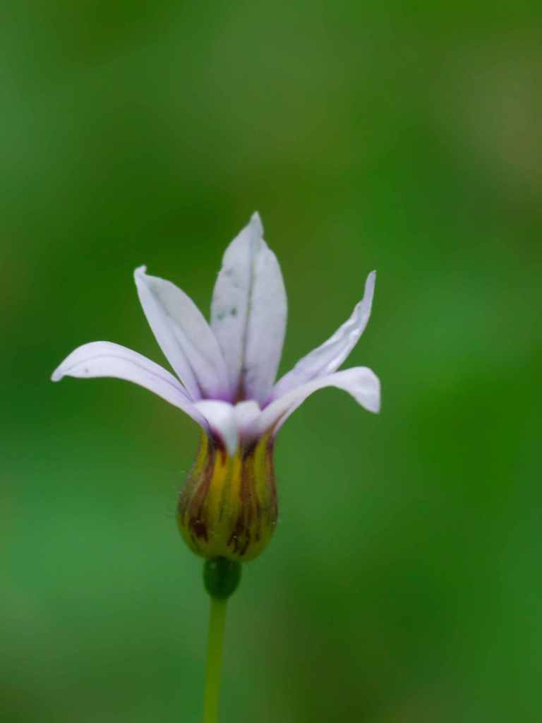 小さな花