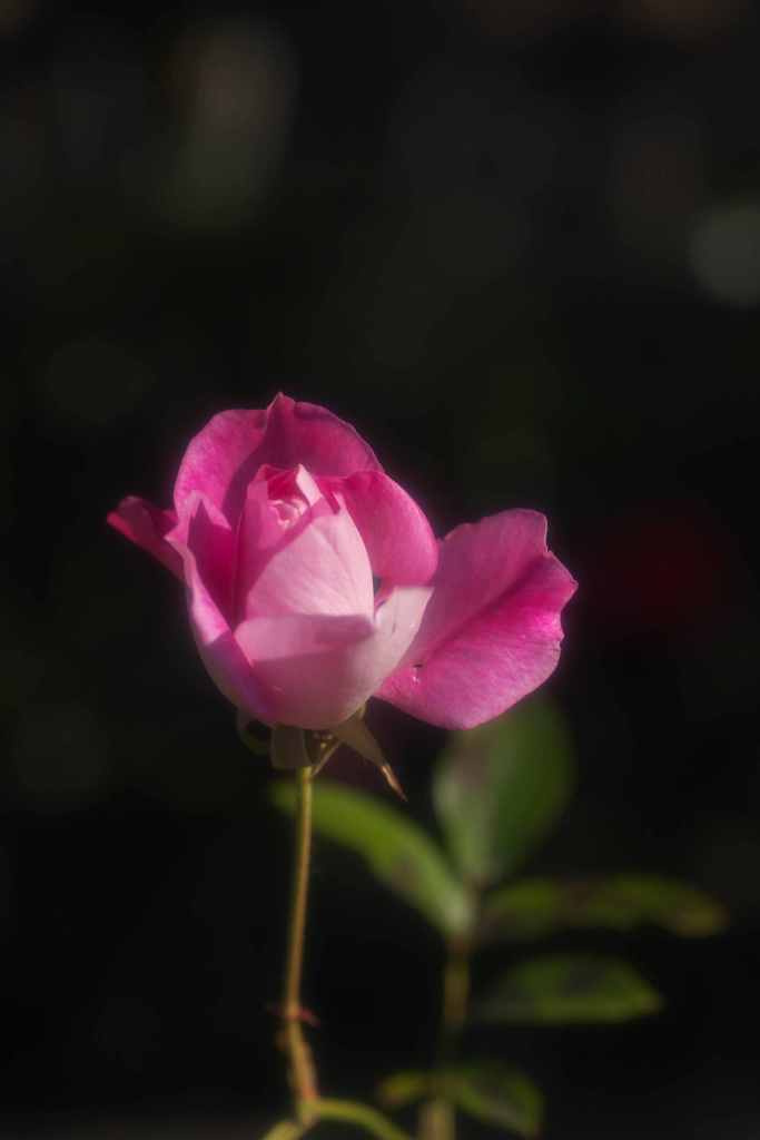 冬の薔薇