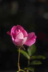 冬の薔薇