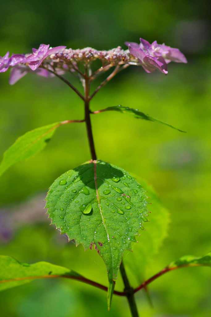 雨上がり